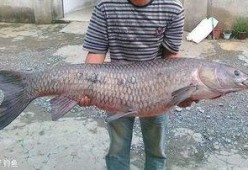 青鱼视频在线观看国产,青鱼视频带你领略国产影视魅力