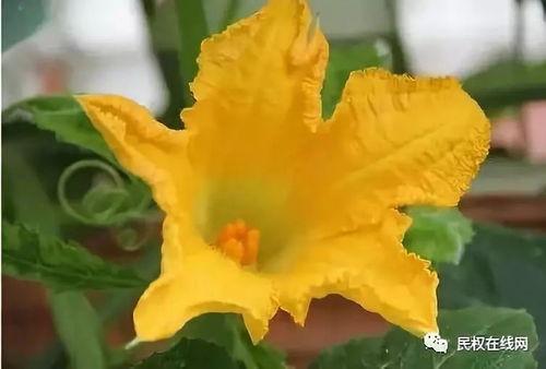 花花娱乐带你吃瓜,花花娱乐带你揭秘娱乐圈最新“吃瓜”事件